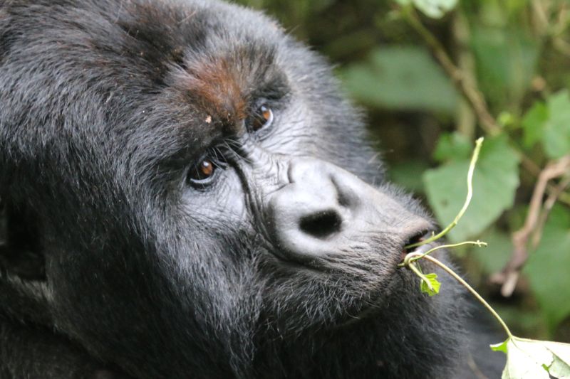 Mountain Gorilla